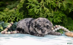 Mini Bernedoodle dogs for sale: Knox - Image 4