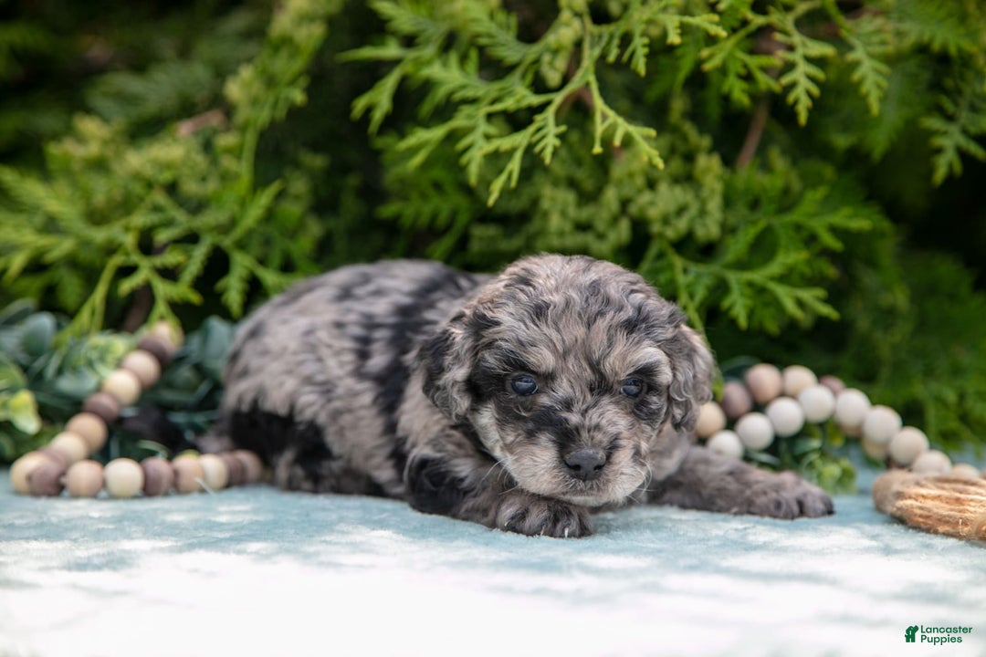 Mini Bernedoodle dogs for sale: Knox - Image 4