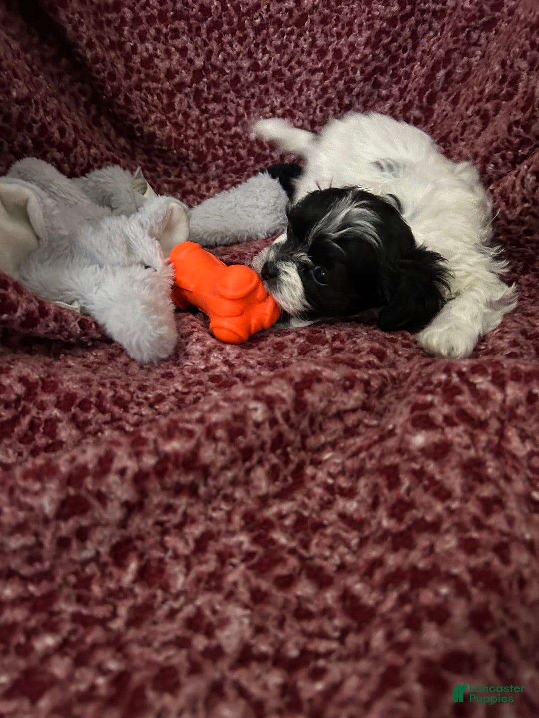 Teddy Bear dogs for sale: Princess - Image 2