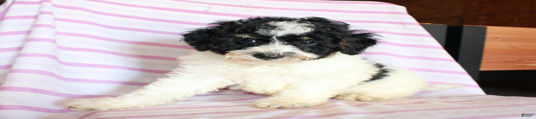 Timmy