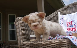 French Bulldog dogs for sale: Nate - Image 16
