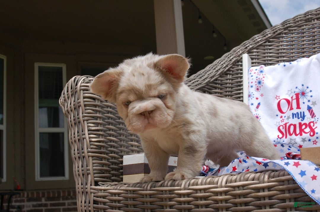 French Bulldog dogs for sale: Nate - Image 16