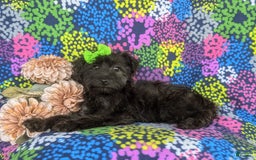 Morkie dogs for sale: Zia Hypoallergenic - Image 10