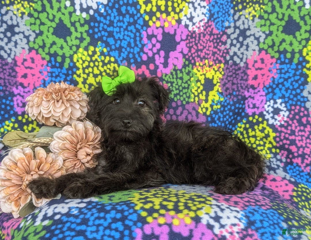 Morkie dogs for sale: Zia Hypoallergenic - Image 10