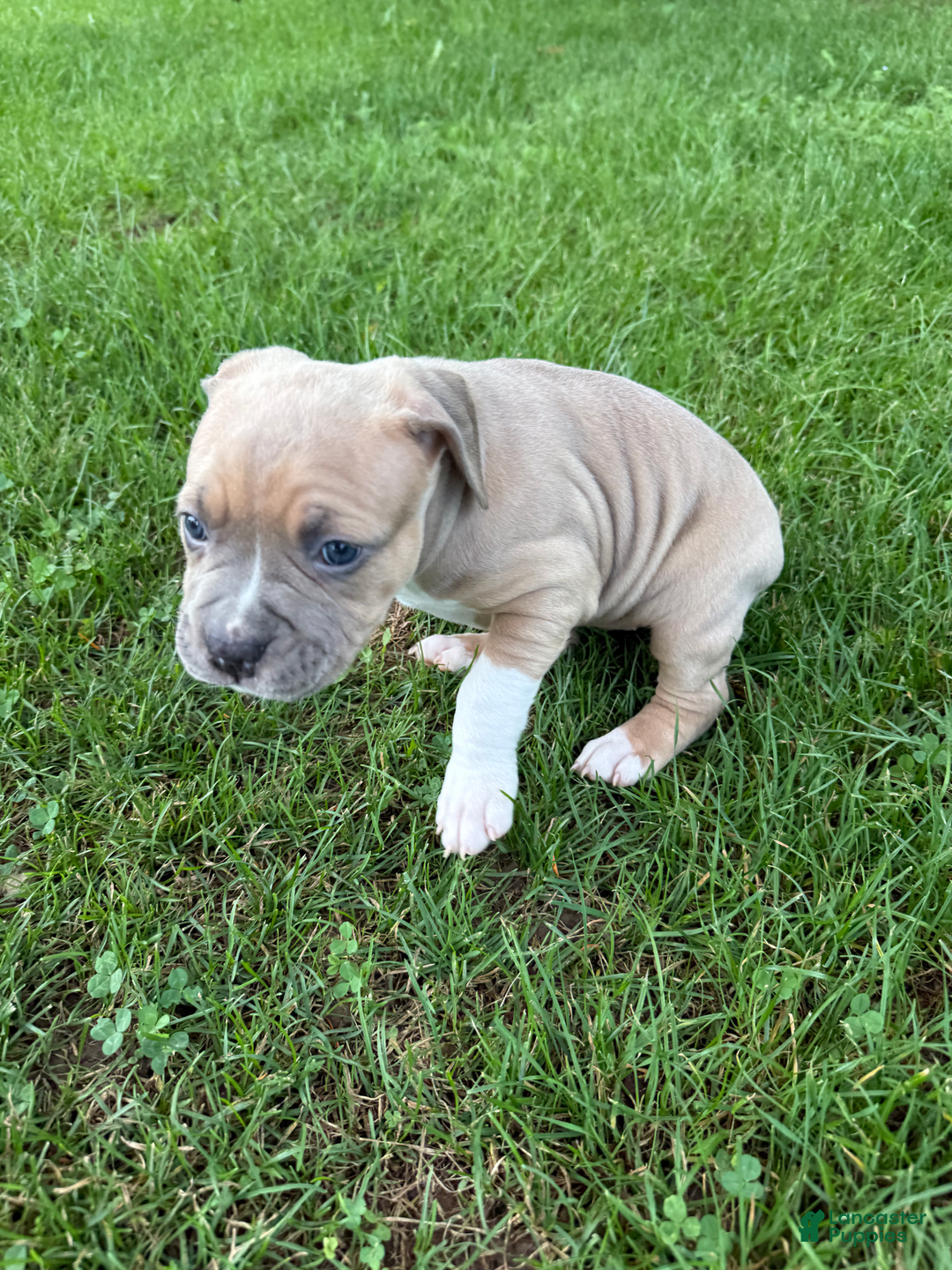 American Pit Bull Terrier dogs for sale: Russ - Image 17