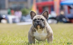 French Bulldog dogs for sale: Frank White - Image 6