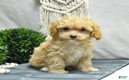 Bichpoo dogs for sale: Cody - Image 1