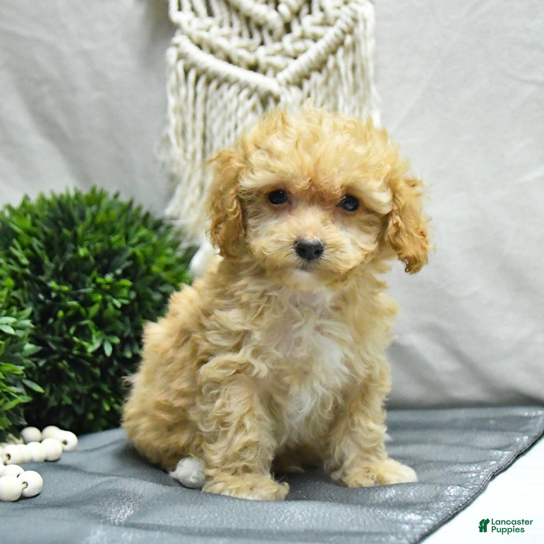 Bichpoo dogs for sale: Cody - Image 1