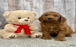 Mini Goldendoodle dogs for sale: Lemon - Image 10