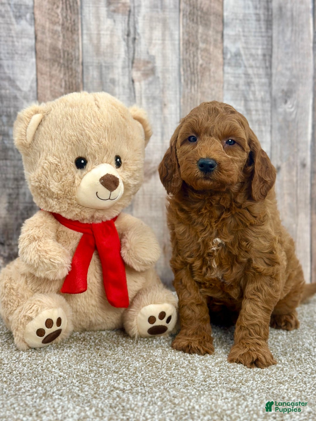 Mini Goldendoodle dogs for sale: Lemon - Image 10