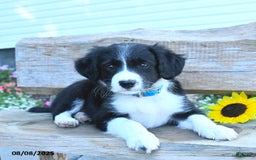 Border Collie dogs for sale: Rita - Image 3