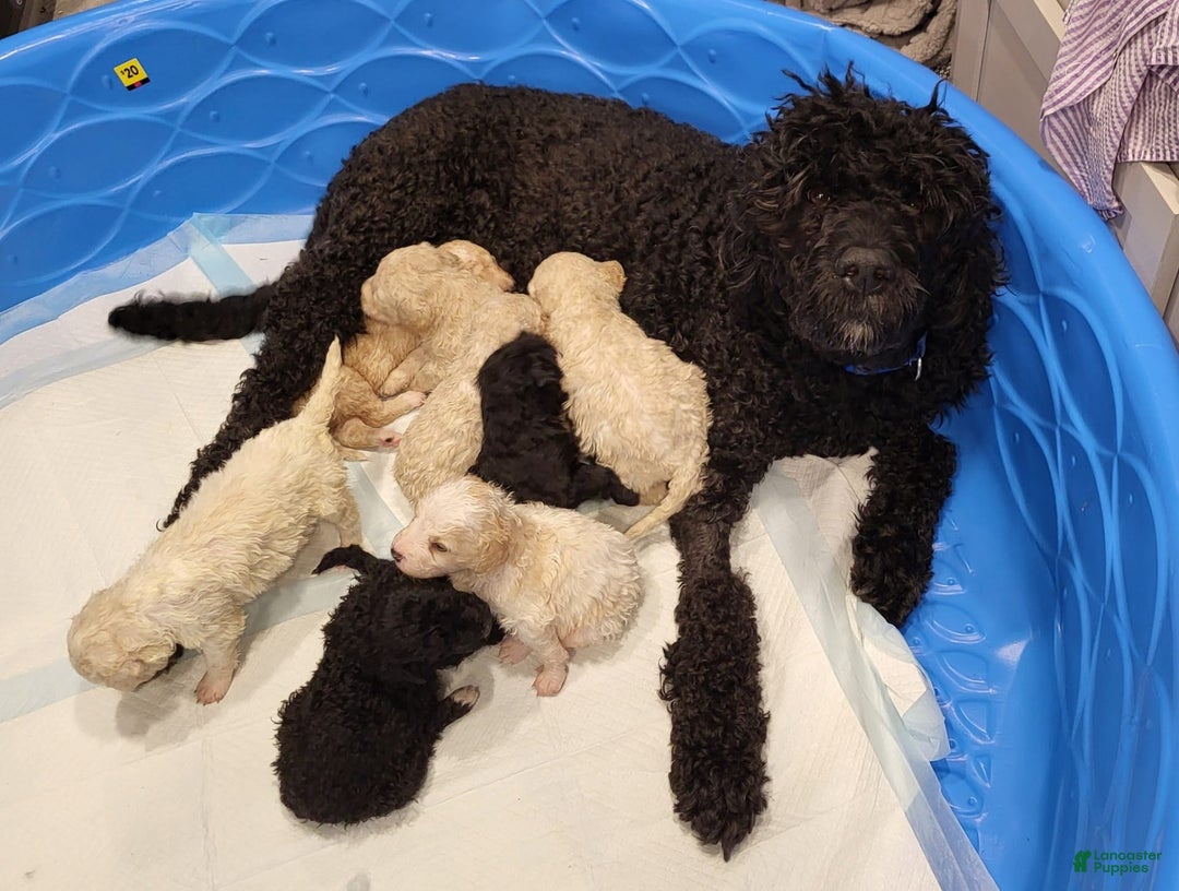 Saint Berdoodles dogs for sale: Hermione - Image 2