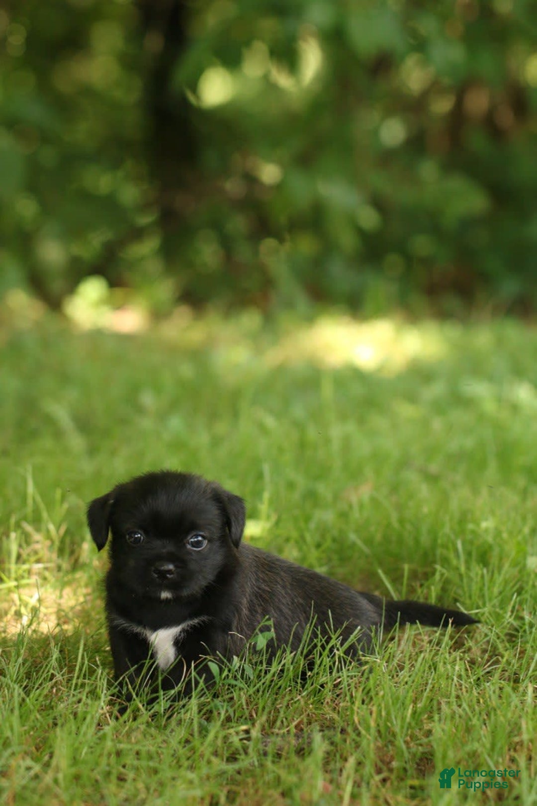 Shih Tzu dogs for sale: Max - Image 4
