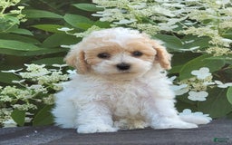 Bichpoo dogs for sale: Jimmy - Image 3