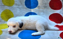 Border Collie dogs for sale: Grace - Image 12