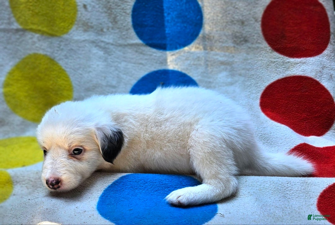 Border Collie dogs for sale: Grace - Image 12