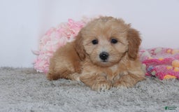 Mini Goldendoodle dogs for sale: Faith - Image 2