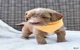 Goldendoodle dogs for sale: Lewis - Image 5