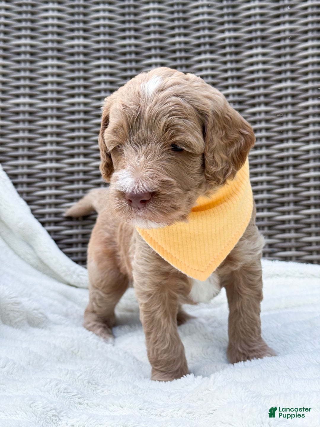 Goldendoodle dogs for sale: Lewis - Image 5