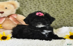 Havapoo dogs for sale: Lollipop - Image 4
