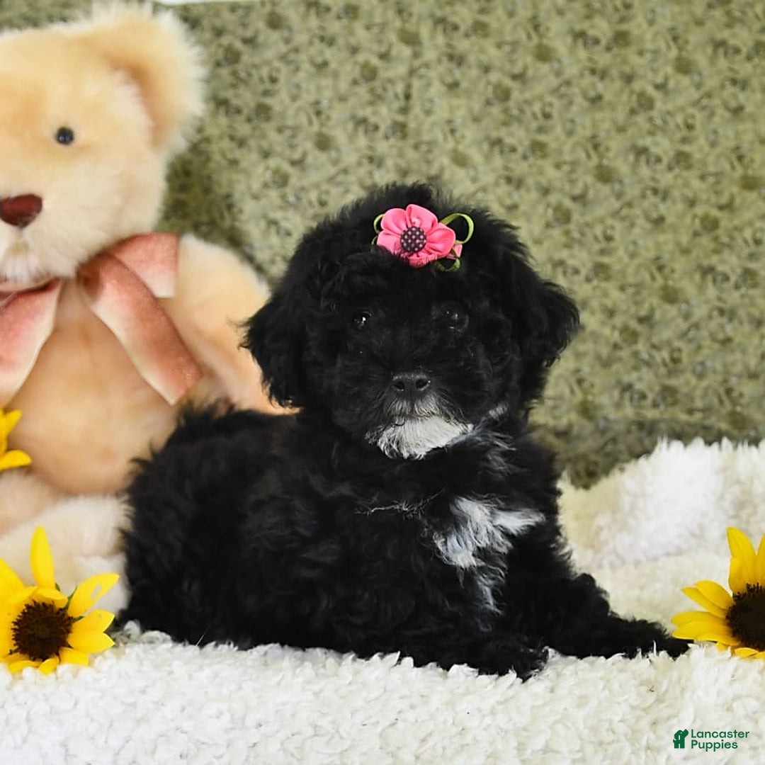 Havapoo dogs for sale: Lollipop - Image 4
