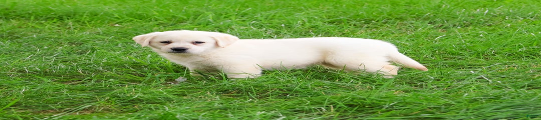 Suki