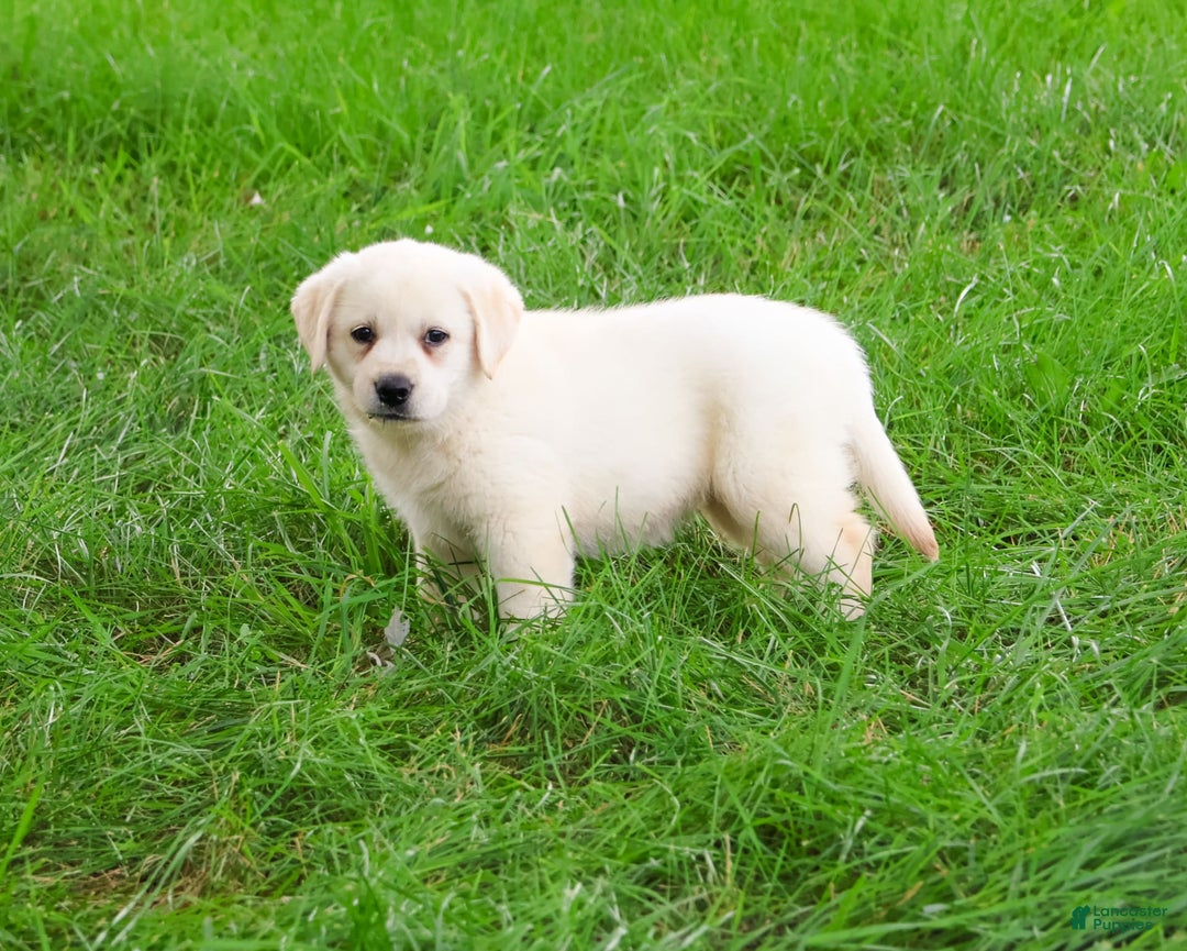 Labrador Retriever dogs for sale: Labrador Retriever 8 puppies - Image 19