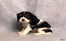 Cavalier King Charles Spaniel dogs for sale: Missy - Image 27