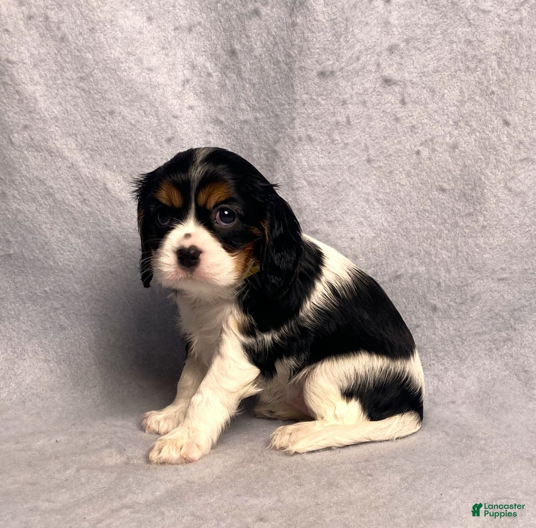 Cavalier King Charles Spaniel dogs for sale: Missy - Image 27