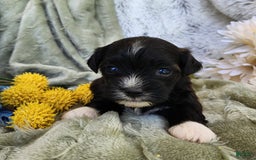 Shihpoo dogs for sale: Snickers - Image 5