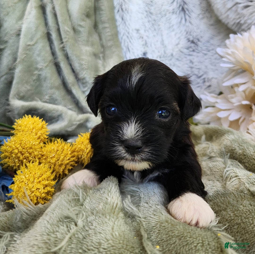 Shihpoo dogs for sale: Snickers - Image 5