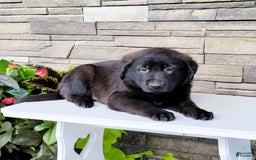 Labrador Retriever dogs for sale: Todd - Image 1