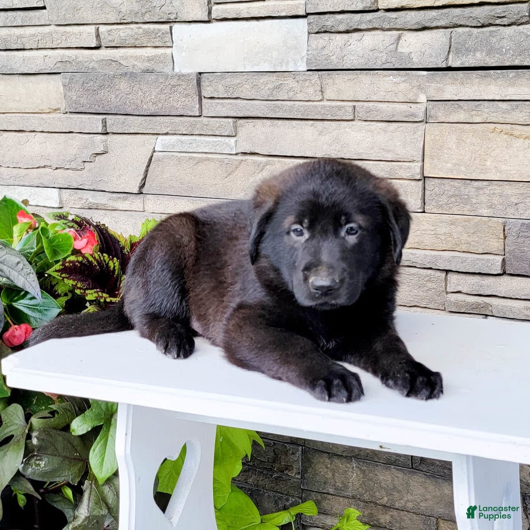 Labrador Retriever dogs for sale: Todd - Image 1