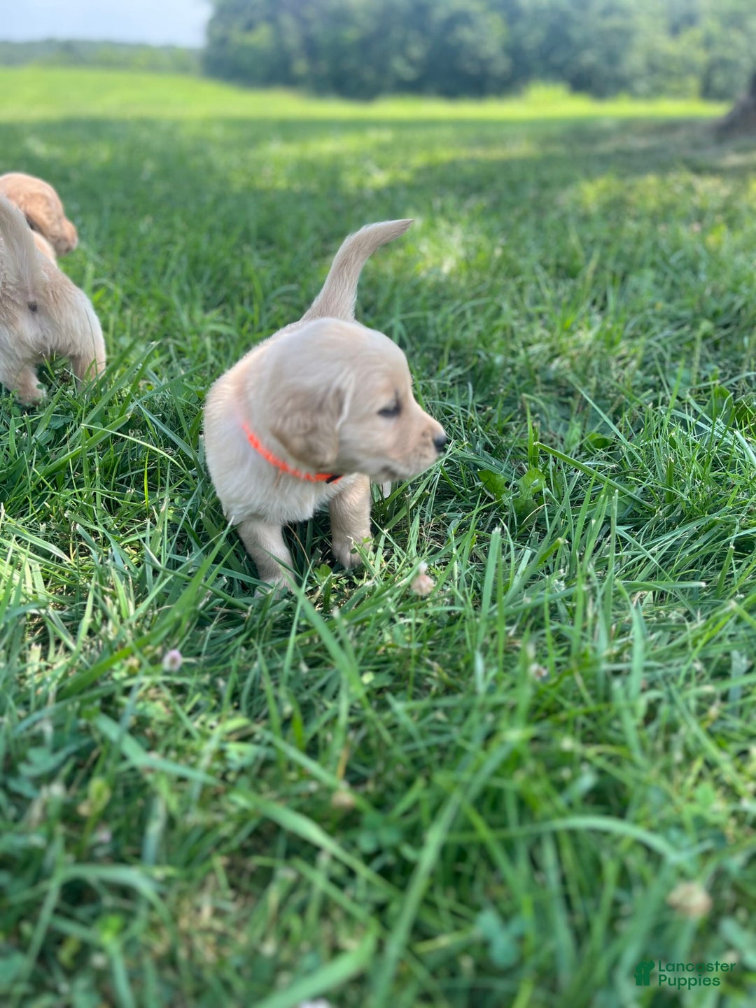 Golden Retriever dogs for sale: Orange - Image 4