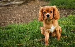 Cavalier King Charles Spaniel dogs for sale: Clifford - Image 17