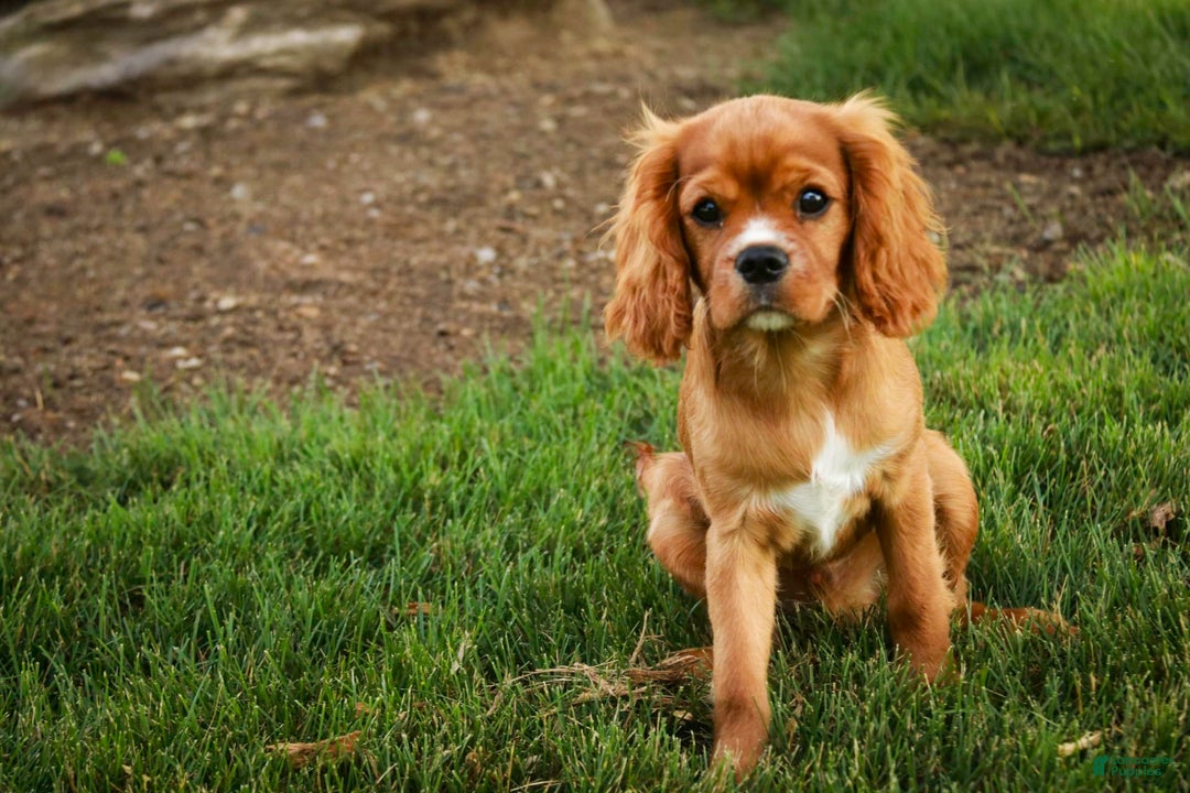 Cavalier King Charles Spaniel dogs for sale: Clifford - Image 17