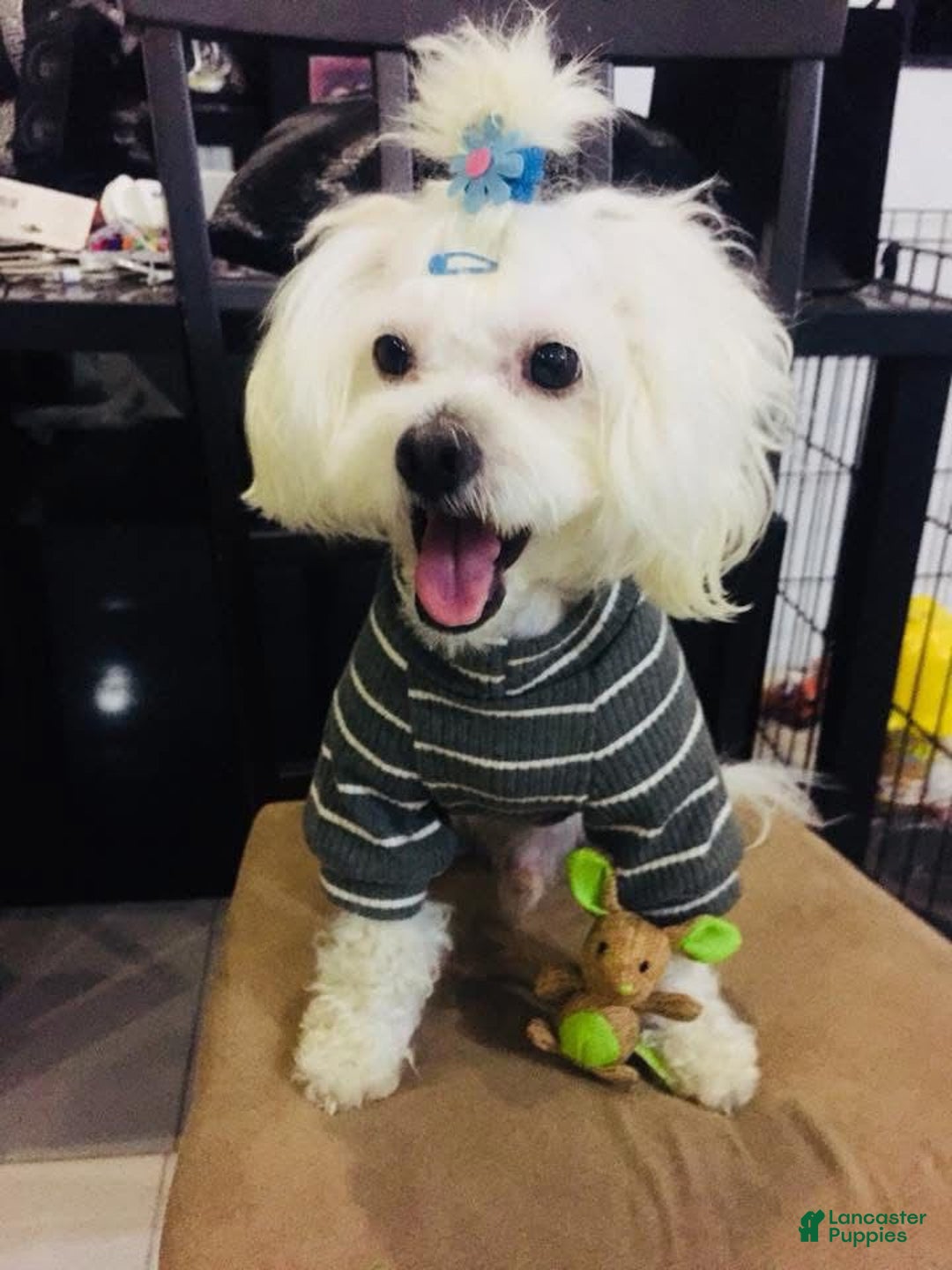 Maltipoo dogs for sale: Bene - Image 4
