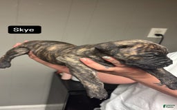 Cane Corso dogs for sale: Skye - Image 2