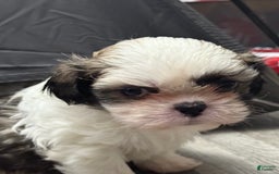 Shih Tzu dogs for sale: Prince - Image 9