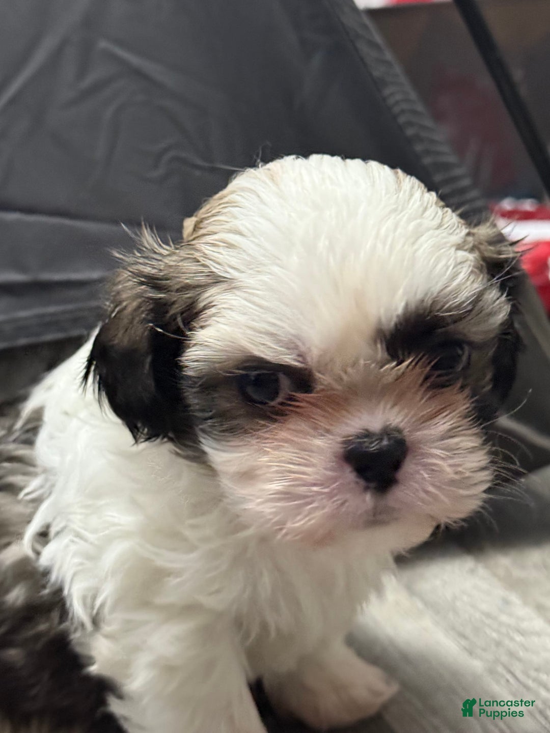 Shih Tzu dogs for sale: Prince - Image 9