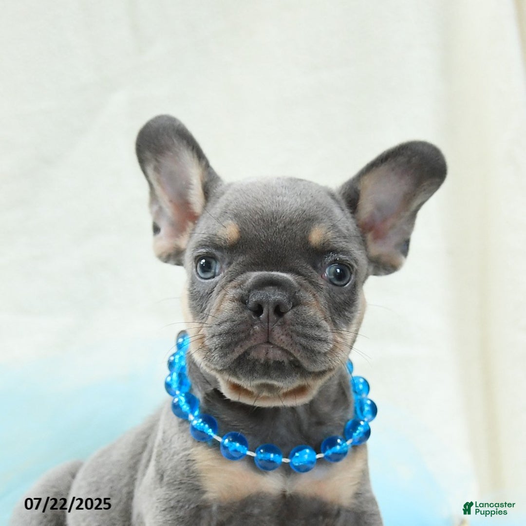 French Bulldog dogs for sale: Ellis Akc - Image 5