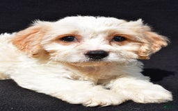 Cavachon dogs for sale: Buddy - Image 1