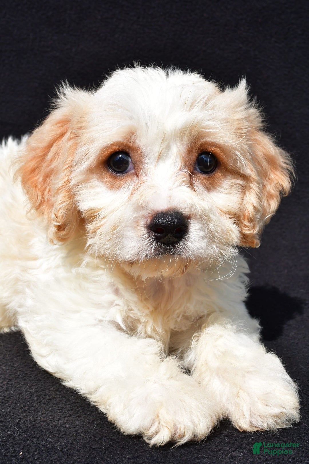 Cavachon dogs for sale: Buddy - Image 1