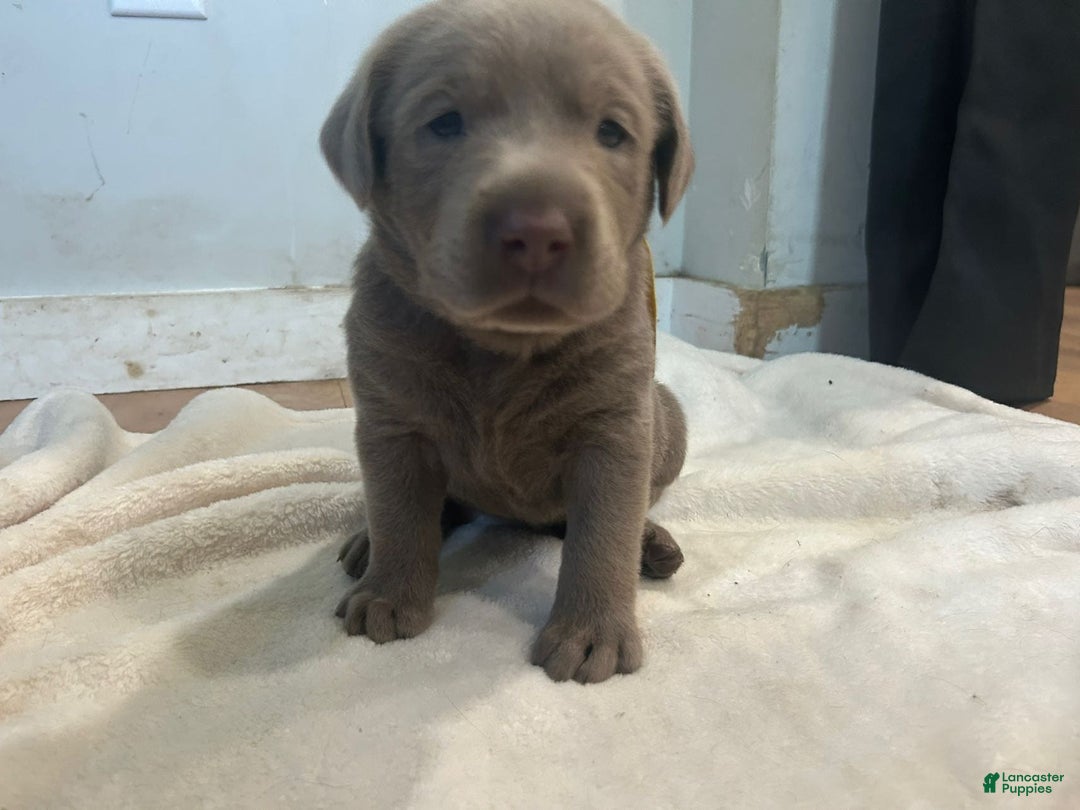 Labrador Retriever dogs for sale: Chip - Image 1