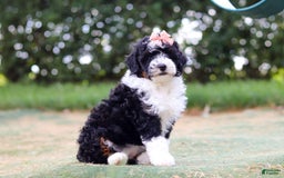 Mini Bernedoodle dogs for sale: Mini Bernedoodle 6 puppies - Image 23