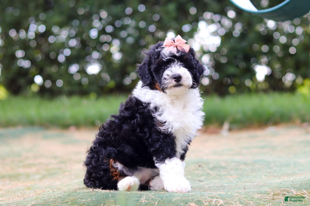 Mini Bernedoodle dogs for sale: Mini Bernedoodle 6 puppies - Image 23