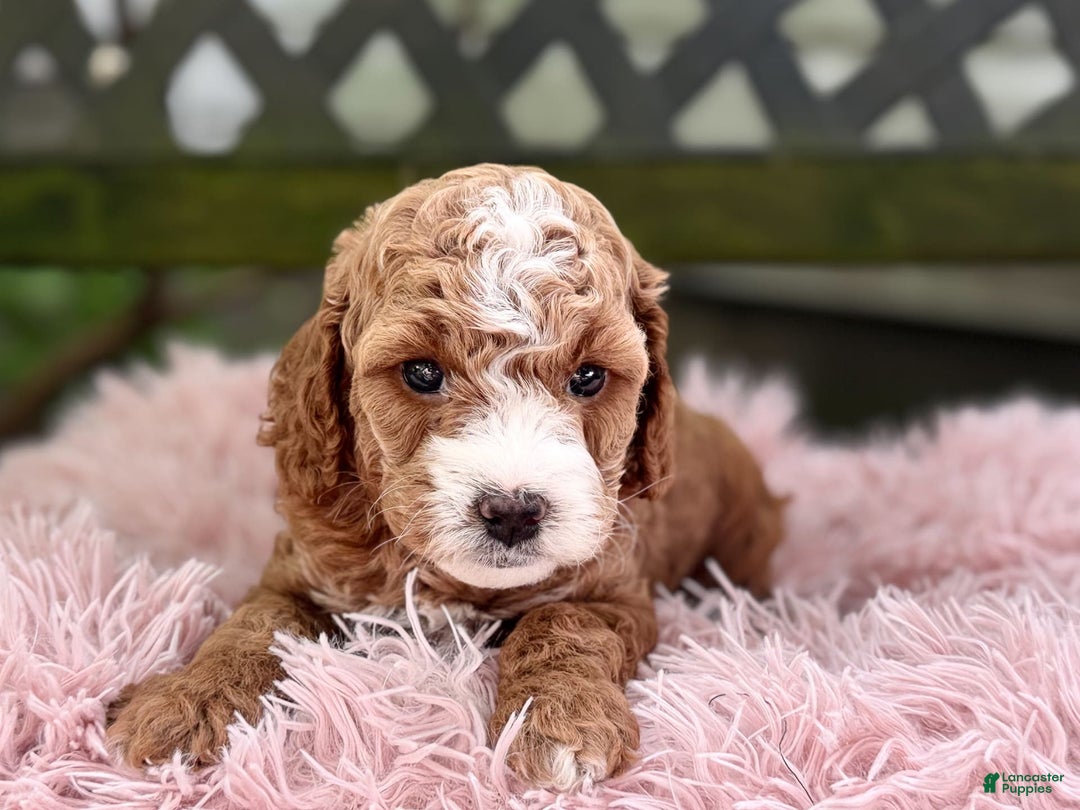 Cavapoo dogs for sale: Braxton - Image 13