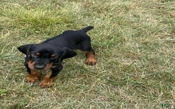Doberman Pinscher dogs for sale: FREYA - Image 5