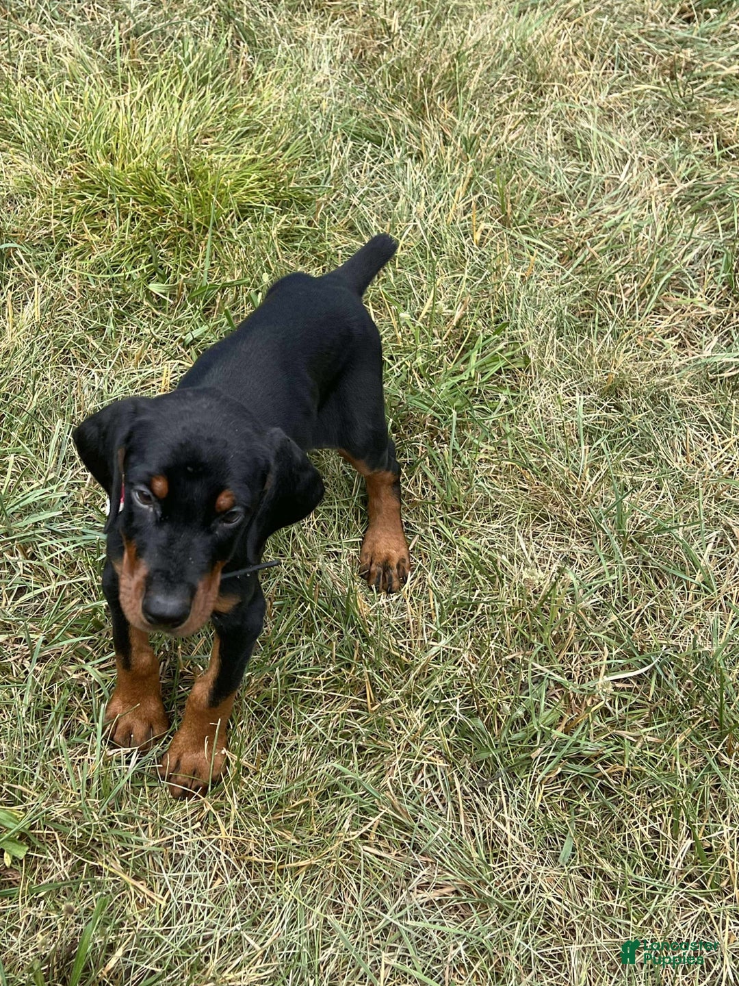 Doberman Pinscher dogs for sale: FREYA - Image 5