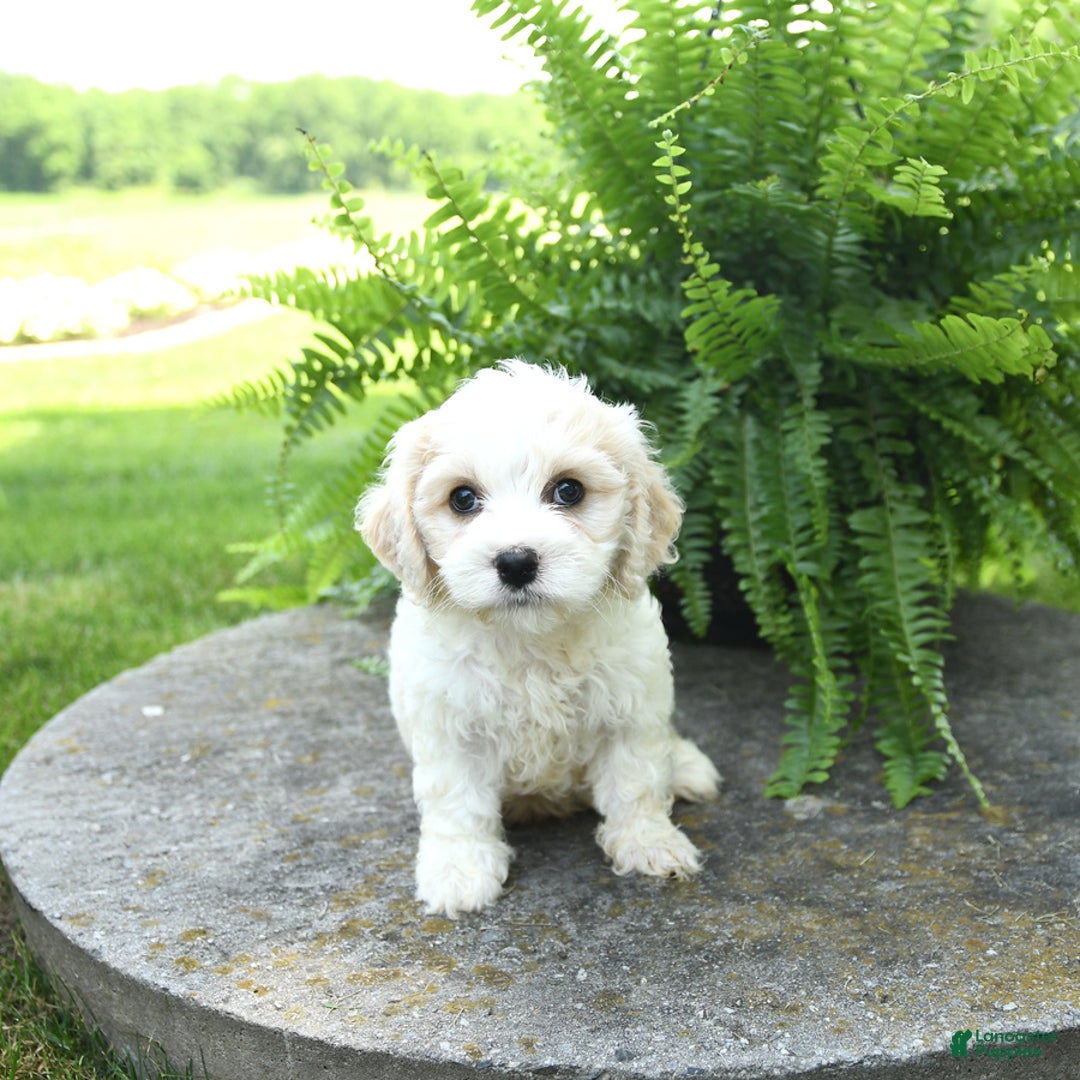 Cavachon dogs for sale: Ozzie - Image 3